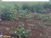 शेतकऱ्याच्या तोंडचा घास हिरावून घेण्यास वन्यप्राणी सज्ज “वनविभागाचे मात्र दुर्लक्ष”