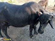 आहो ऐकला का ? ती म्हैस चक्क सोनं देते हो ???