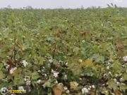 सत्ताधा-यांनी मंत्रालयात दलाली करण्यापेक्षा शेतीच्या बांधावर यावे….