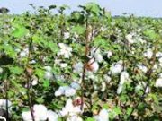 यवतमाळ जिल्ह्यातील कापूस उत्पादक शेतकरी अडचणीत – हमीभावाचा प्रश्न सुटणार कधी?