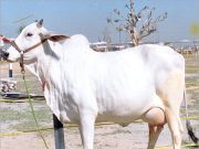 गाईने मालकाला लाथ मारली मालकाचा राग अनावर झाला अन , विपरितच घडलं ,