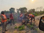 पांढरकवडा रोडवर शंभर वर्षांची झाडे तोडली जातायत; नागरिकांमध्ये संतापाची लाट