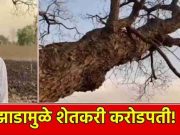 एका झाडामुळे शेतकरी रात्रीतून झाला करोडपती!