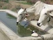 यवतमाळ कृषी उत्पन्न बाजार समितीतील पाण्याचे हौद गेले चोरीला…!