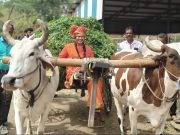 ष.ब्र.१०८ सदगुरू सिध्दचैतन्य शिवाचार्य महाराज यांच्या जन्मदिवस पशूंना चारा आणि अनाथांना साहित्य वाटप करून साजरा ,