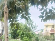 घाटंजी येथे पार पडला वटवृक्षाचा आगळा वेगळा विवाह सोहळा..