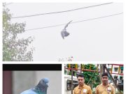 महावितरणच्या कर्मचाऱ्यांनी वाचवला मांजा मध्ये अडकलेल्या पक्षाचा जीव