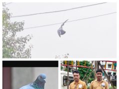 महावितरणच्या कर्मचाऱ्यांनी वाचवला मांजा मध्ये अडकलेल्या पक्षाचा जीव