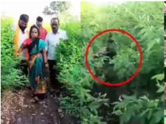 लहान चिमुकलिने वाचवलं आईचा जीव ,