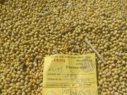 वाशिम मार्केट मध्ये सोयाबीन आठ हजार पार , ?