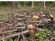 वर्धा जिल्ह्यात खैर झाडांची मोठ्या प्रमाणावर तोड – वन विभाग सुस्त?