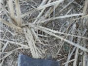 कळंब तालुक्यातील दोनोडा येथे थरार : कुऱ्हाडीचे घाव घालून युवकाची हत्या