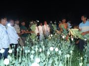 साखरखेर्डा परिसरात आफू च्या शेती वर पोलिसांचा छापा सव्वा करोड़ मुद्देमाल जप्त ,