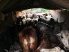वडकी पोलिसांची मोठी कारवाई : २५ गोवंशांची सुटका, ६ मृत बैलांसह आयशर वाहन जप्त; चालक फरार