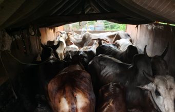 वडकी पोलिसांची मोठी कारवाई : २५ गोवंशांची सुटका, ६ मृत बैलांसह आयशर वाहन जप्त; चालक फरार