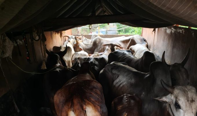वडकी पोलिसांची मोठी कारवाई : २५ गोवंशांची सुटका, ६ मृत बैलांसह आयशर वाहन जप्त; चालक फरार