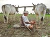 कर्जमाफी की शेतकऱ्यांच्या जखमेवर मीठ?