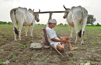 कर्जमाफी की शेतकऱ्यांच्या जखमेवर मीठ?