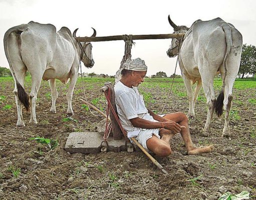 कर्जमाफी की शेतकऱ्यांच्या जखमेवर मीठ?