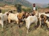 वीज कोसळून मेंढपाळाचा मृत्यू, 13 बकऱ्यांचा बळी