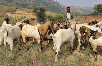 वीज कोसळून मेंढपाळाचा मृत्यू, 13 बकऱ्यांचा बळी